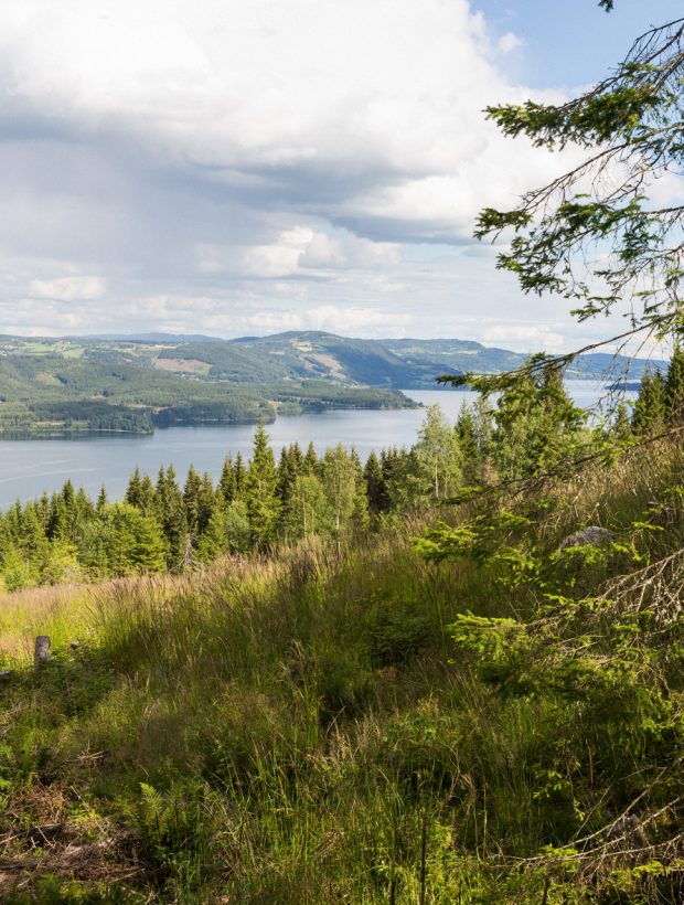 i-landschaft_wald-i002